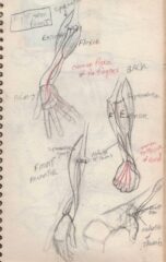 Student work courtesy of Tom Sito